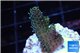 Acropora gold Indonesia 1-3 cm WYSIWYG acclimaté