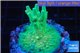 Acropora caroliniana greeny deep water 2-4 cm WYSIWYG acclimaté