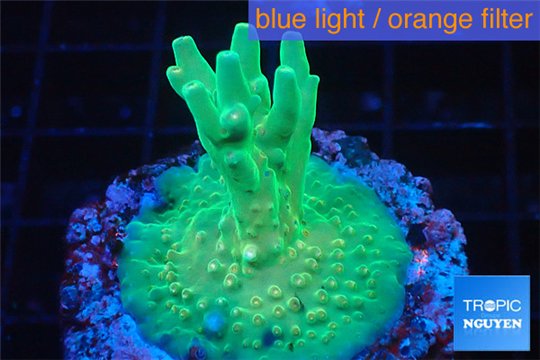Acropora caroliniana greeny deep water 2-4 cm WYSIWYG acclimaté