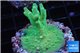 Acropora caroliniana greeny deep water 2-4 cm WYSIWYG acclimaté