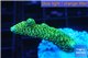 Acropora gold Indonesia 3-5 cm WYSIWYG acclimaté