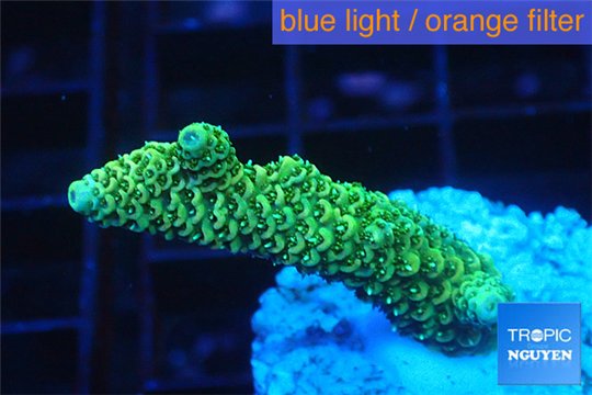 Acropora gold Indonesia 3-5 cm WYSIWYG acclimaté