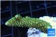 Acropora gold Indonesia 3-5 cm WYSIWYG acclimaté