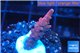 Acropora full pink & white polyps Fijii premium 1-3 cm WYSIWYG acclimaté