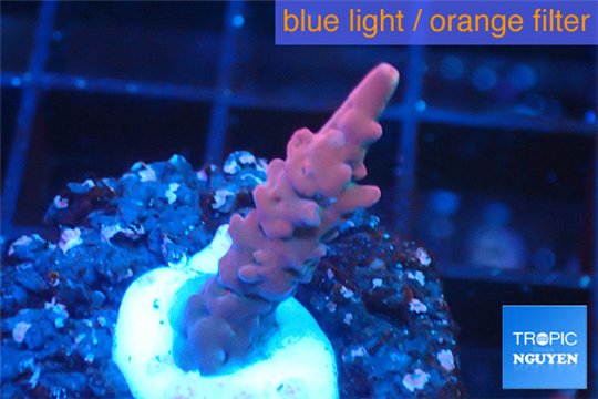 Acropora full pink & white polyps Fijii premium 1-3 cm WYSIWYG acclimaté