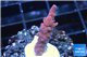 Acropora full pink & white polyps Fijii premium 1-3 cm WYSIWYG acclimaté