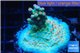 Acropora sunset Indonesia Premium 2-4 cm WYSIWYG acclimaté