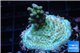 Acropora sunset Indonesia Premium 2-4 cm WYSIWYG acclimaté