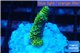 Acropora gold Indonesia 1-3 cm WYSIWYG acclimaté