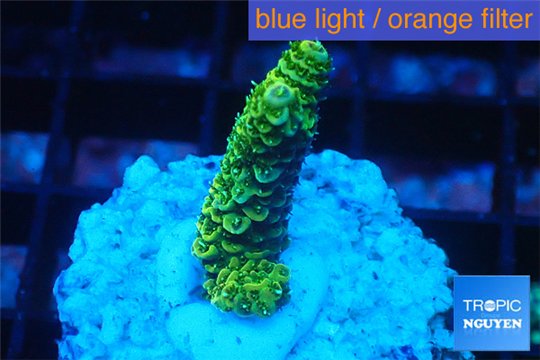 Acropora gold Indonesia 1-3 cm WYSIWYG acclimaté