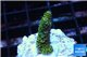 Acropora gold Indonesia 1-3 cm WYSIWYG acclimaté