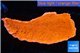 Montipora capricornis red 4-6cm WYSIWYG acclimaté