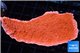 Montipora capricornis red 4-6cm WYSIWYG acclimaté