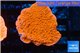 Montipora capricornis red 2-4 cm WYSIWYG acclimaté