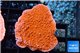 Montipora capricornis red 2-4 cm WYSIWYG acclimaté