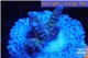 Acropora purple blue Indonesia 2-3 cm WYSIWYG acclimaté