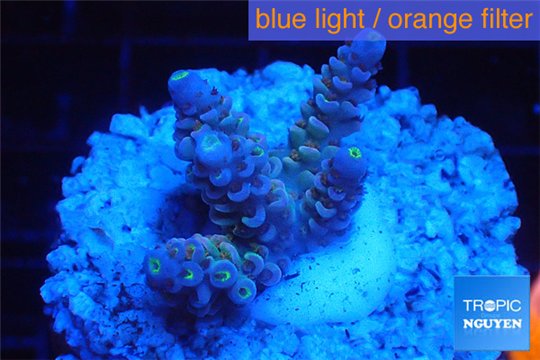Acropora purple blue Indonesia 2-3 cm WYSIWYG acclimaté