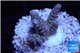 Acropora purple blue Indonesia 2-3 cm WYSIWYG acclimaté