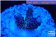 Acropora purple blue Indonesia 2-3 cm WYSIWYG acclimaté