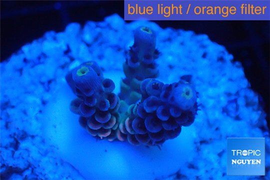 Acropora purple blue Indonesia 2-3 cm WYSIWYG acclimaté