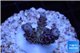 Acropora purple blue Indonesia 2-3 cm WYSIWYG acclimaté