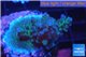 Acropora green purple Australia 3-4 cm WYSIWYG acclimaté