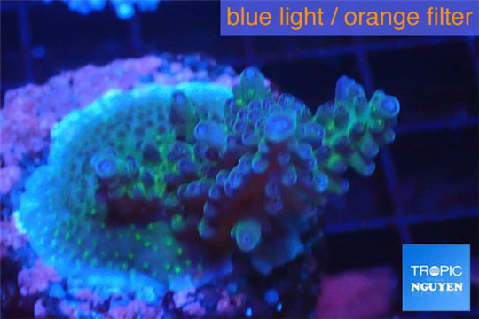Acropora green purple Australia 3-4 cm WYSIWYG acclimaté