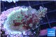 Acropora green purple Australia 3-4 cm WYSIWYG acclimaté