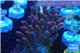 Acropora millepora pink Indonesia 9-14 cm WYSIWYG acclimaté
