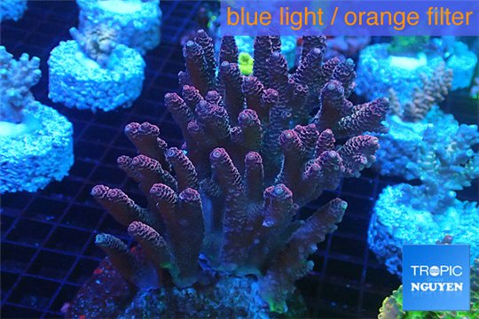 Acropora millepora pink Indonesia 9-14 cm WYSIWYG acclimaté