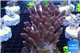 Acropora millepora pink Indonesia 9-14 cm WYSIWYG acclimaté