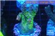 Acropora green purple Australia 3-4 cm WYSIWYG acclimaté