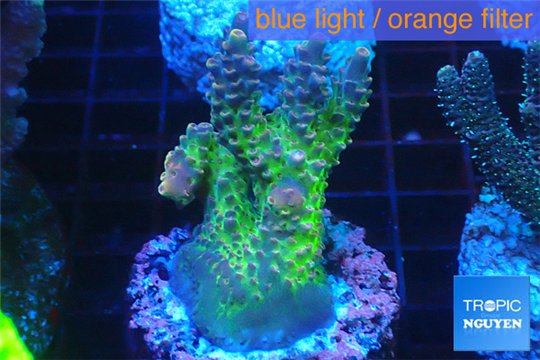 Acropora green purple Australia 3-4 cm WYSIWYG acclimaté