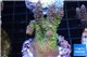 Acropora green purple Australia 3-4 cm WYSIWYG acclimaté
