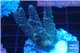 Acropora pink & green Indonesia 3-4 cm WYSIWYG acclimaté