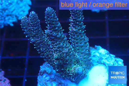 Acropora pink & green Indonesia 3-4 cm WYSIWYG acclimaté