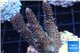 Acropora pink & green Indonesia 3-4 cm WYSIWYG acclimaté