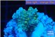 Acropora purple gold Indonesia 1-3 cm WYSIWYG acclimaté