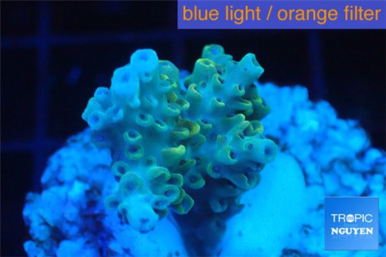 Acropora purple gold Indonesia 1-3 cm WYSIWYG acclimaté