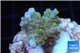 Acropora purple gold Indonesia 1-3 cm WYSIWYG acclimaté