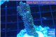 Acropora pink & green Indonesia 3-4 cm WYSIWYG acclimaté