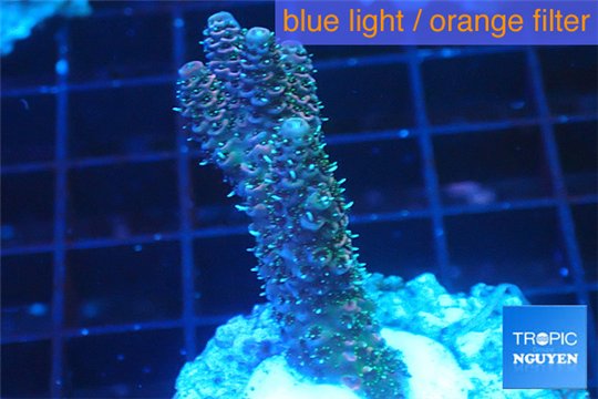 Acropora pink & green Indonesia 3-4 cm WYSIWYG acclimaté