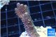 Acropora pink & green Indonesia 3-4 cm WYSIWYG acclimaté