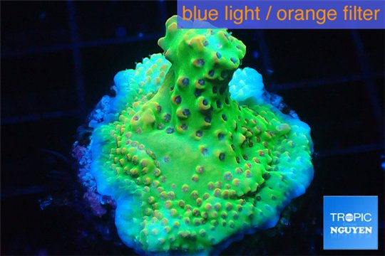 Acropora green purple Australia 2-4 cm WYSIWYG acclimaté