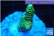 Acropora gold Indonesia 2-3 cm WYSIWYG acclimaté
