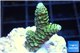 Acropora gold Indonesia 2-3 cm WYSIWYG acclimaté