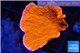 Montipora capricornis red 2-4 cm WYSIWYG acclimaté