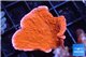 Montipora capricornis red 2-4 cm WYSIWYG acclimaté