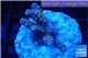 Acropora pink purple Indonesia 2-3 cm WYSIWYG acclimaté