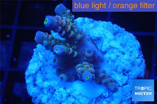 Acropora pink purple Indonesia 2-3 cm WYSIWYG acclimaté